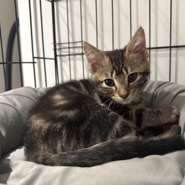 Bianca - Chat Européen à adopter
