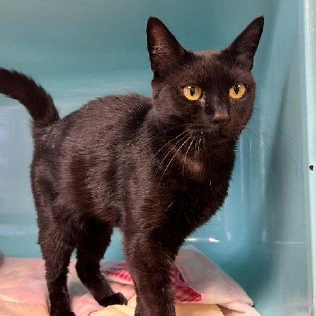 Minette - Chat Européen à adopter