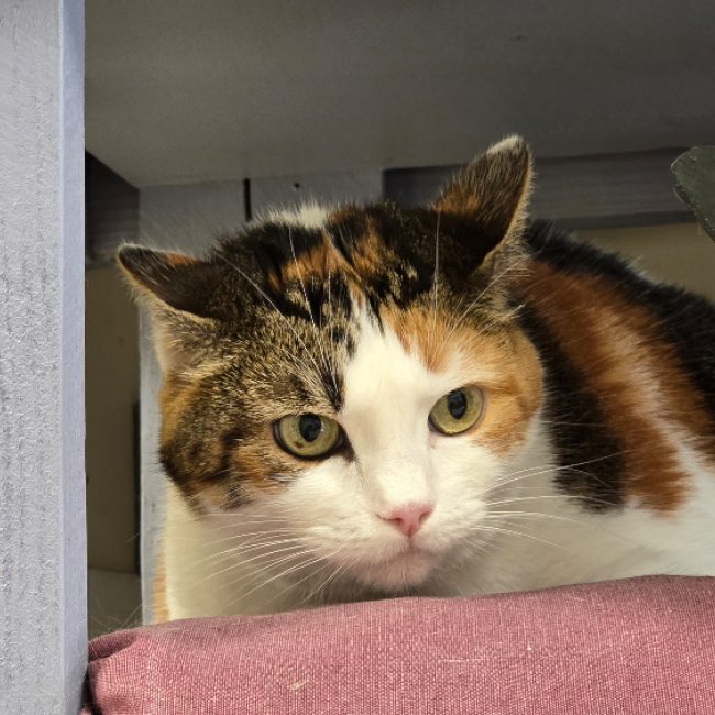 Chipie - Chat Européen à adopter