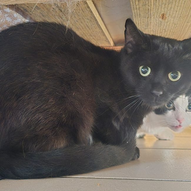 Smoky - Chat Européen à adopter