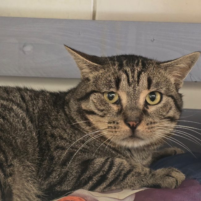 Arakiri - Chat Européen à adopter