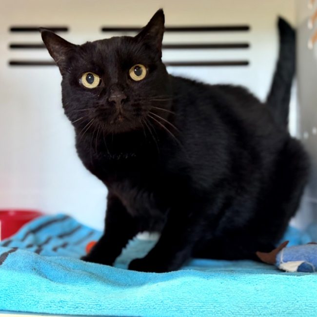 Miko - Chat Européen à adopter