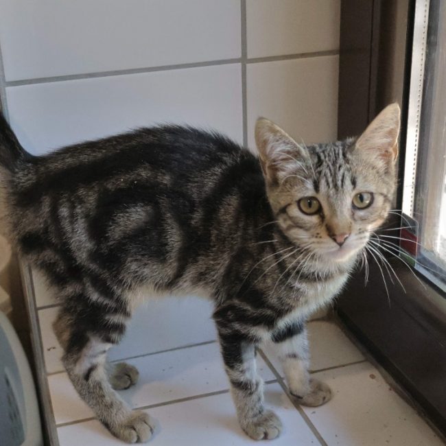 Zia - Chat Européen à adopter