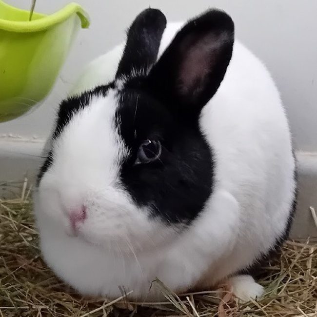 Lys - Rongeur Lapin à adopter