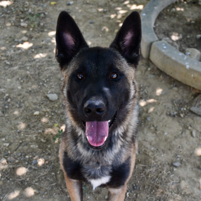 Oxo - Chien Berger Belge Malinois à adopter