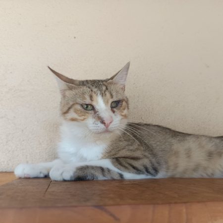 Roxy - Chat Européen à adopter