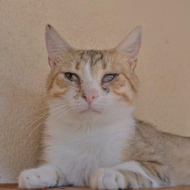 Roxy - Chat Européen à adopter