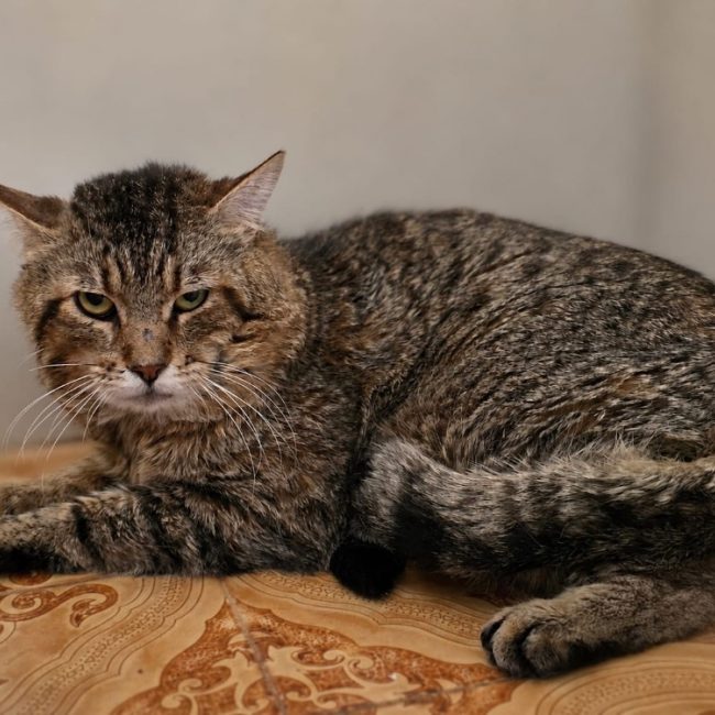 Baloo - Chat Européen à adopter