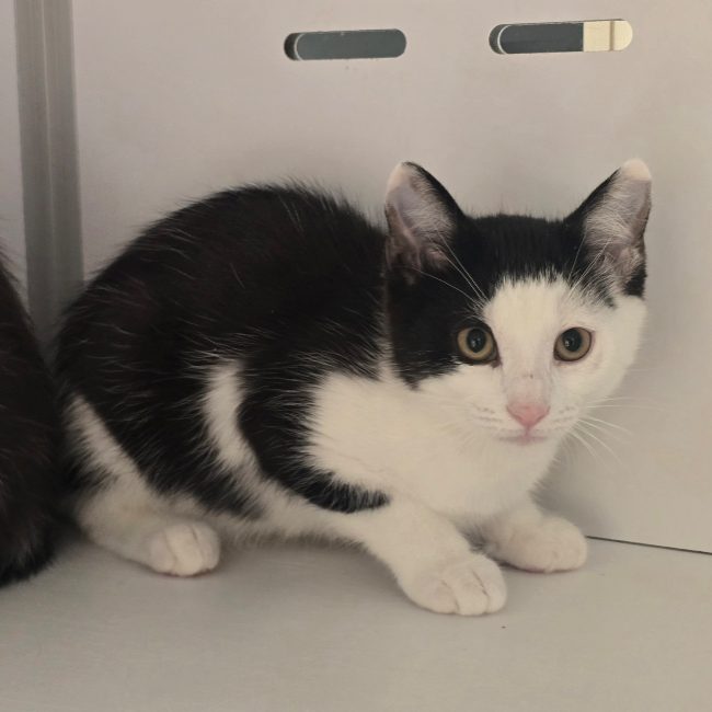 Spritz - Chat Européen à adopter