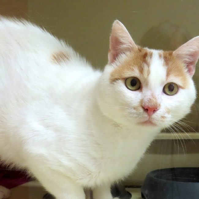 Sekani - Chat Européen à adopter