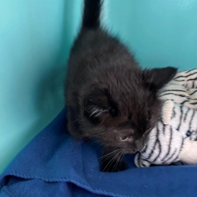 Colin - Chat Européen à adopter