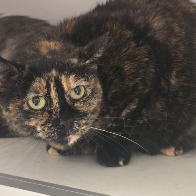 Lilly - Chat Européen à adopter