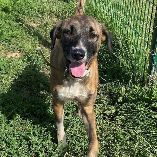 Talya - Chien à adopter