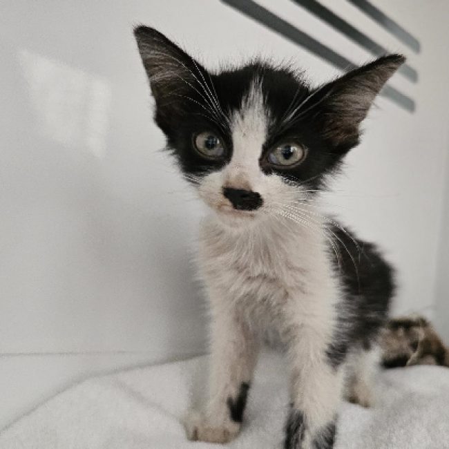 Basile - Chat Européen à adopter
