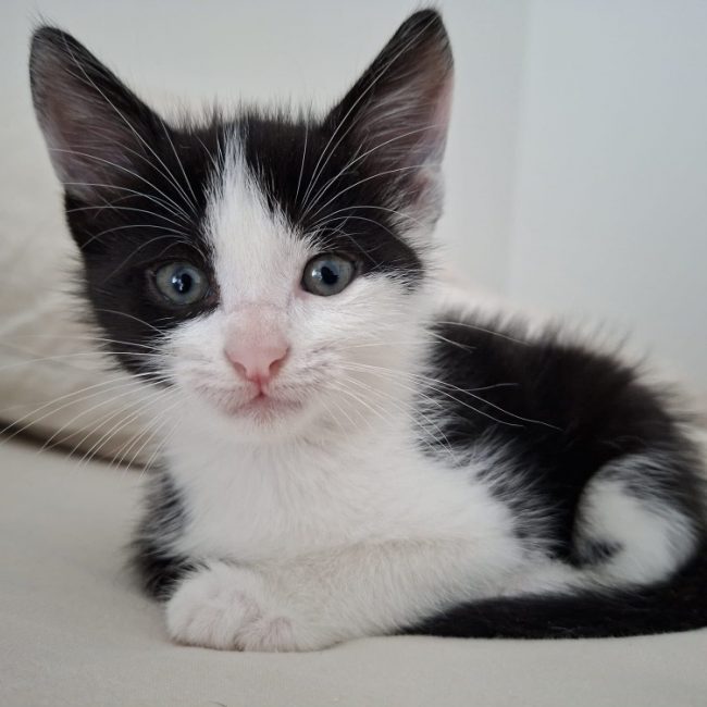 Sol - Chat Européen à adopter