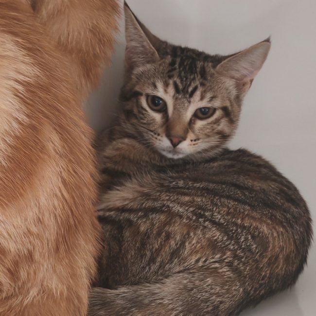 Mimolette - Chat Européen à adopter