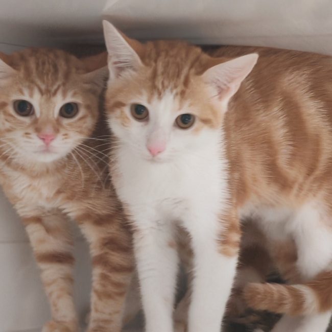 Brie - Chat Européen à adopter