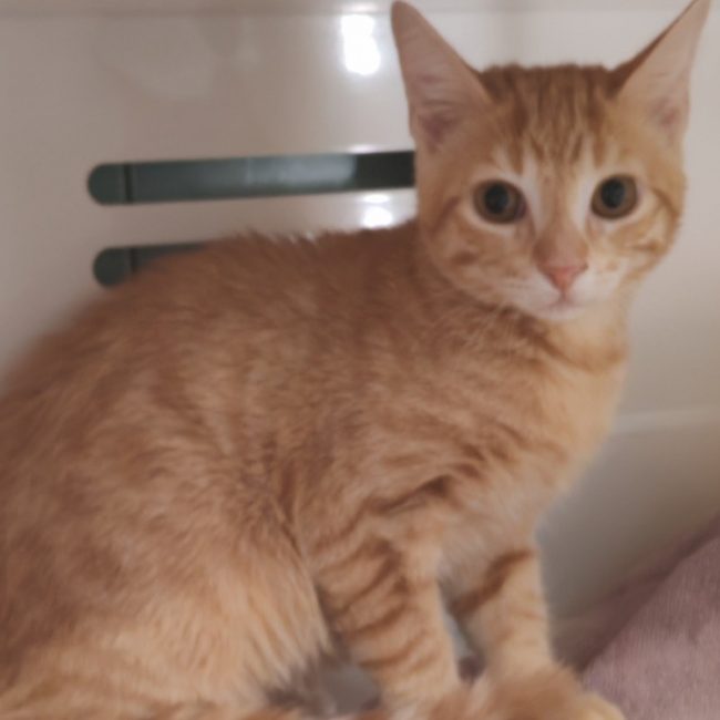 Boursin - Chat Européen à adopter