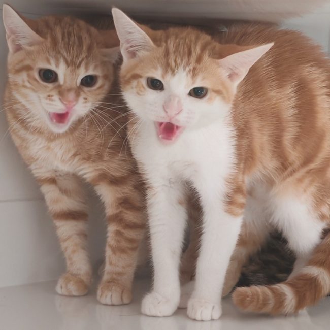 Aligo - Chat Européen à adopter