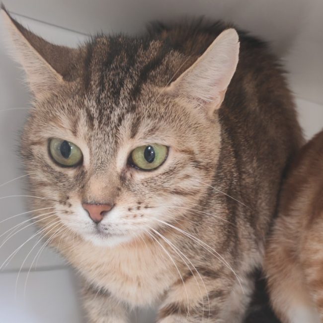 Tigrette - Chat Européen à adopter