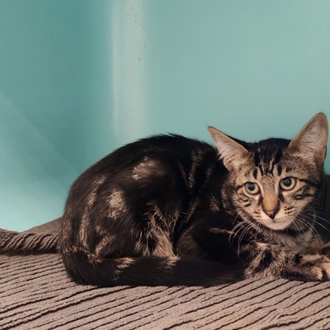 Heliaz - Chat Européen à adopter