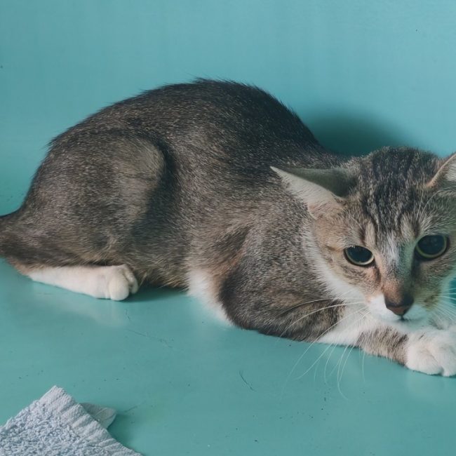 Hillary - Chat Européen à adopter