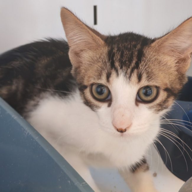 Peyo - Chat Européen à adopter