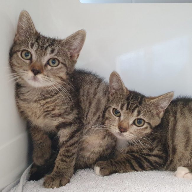 Michmich - Chat Européen à adopter