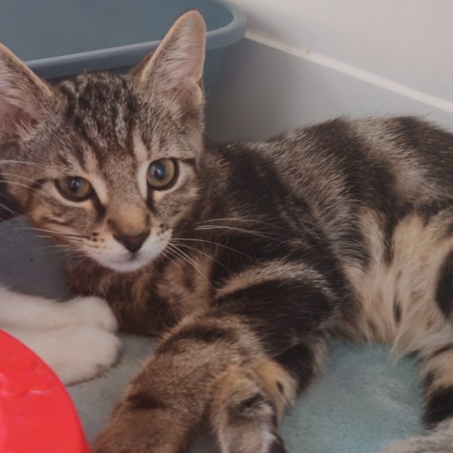 Miskitoko - Chat Européen à adopter