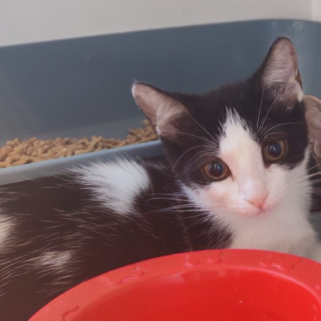 Zoubizou - Chat Européen à adopter