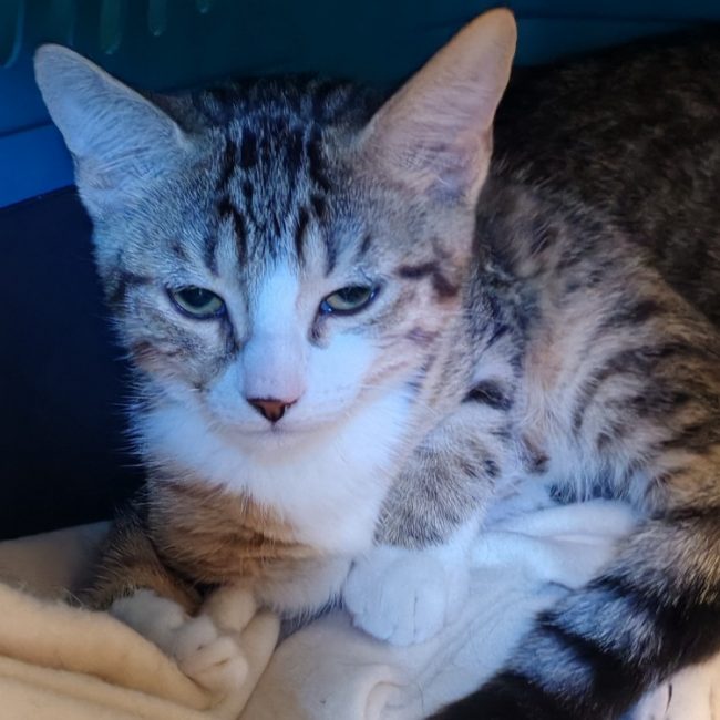 Harpege - Chat Européen à adopter