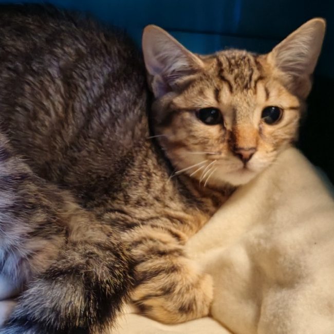 Herminie - Chat Européen à adopter