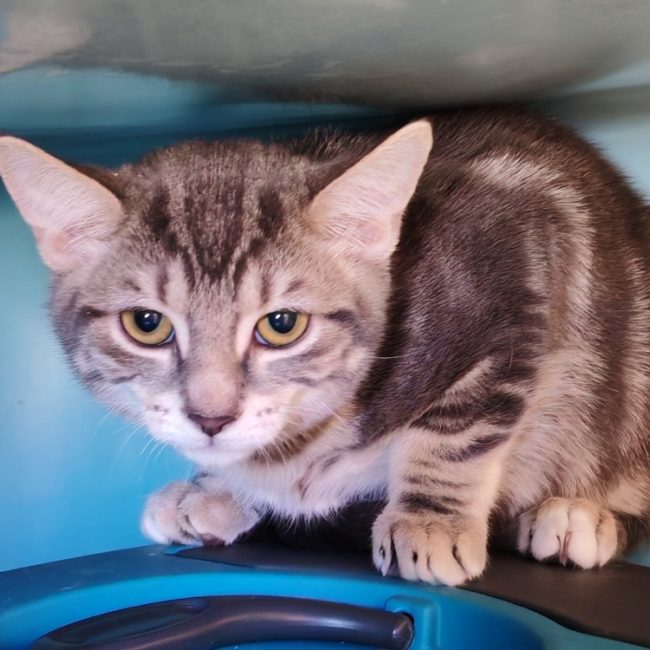 Hershey - Chat Européen à adopter