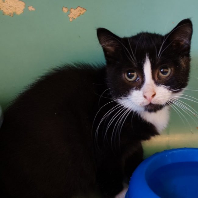 Jeeves - Chat Européen à adopter