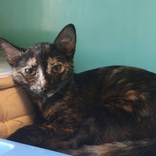 Nova - Chat Européen à adopter