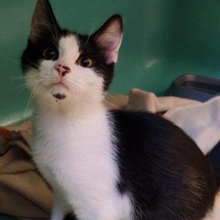 Plouf - Chat Européen à adopter