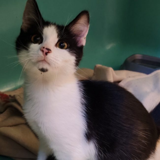 Plouf - Chat Européen à adopter