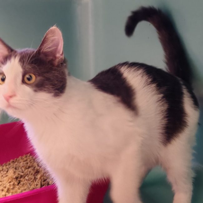 Grumeau - Chat Européen à adopter