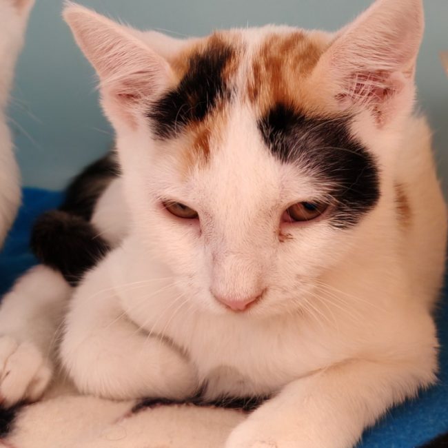 Talia - Chat Européen à adopter