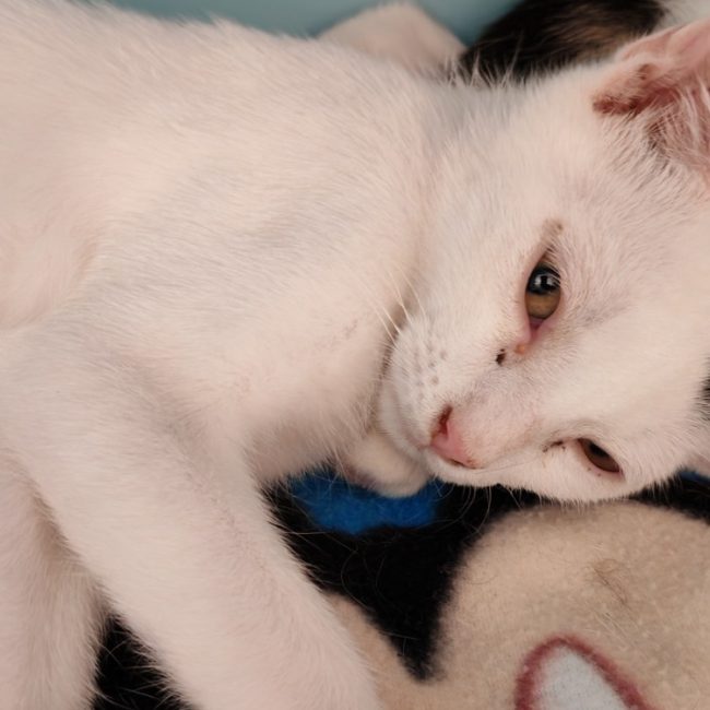 Nolan - Chat Européen à adopter