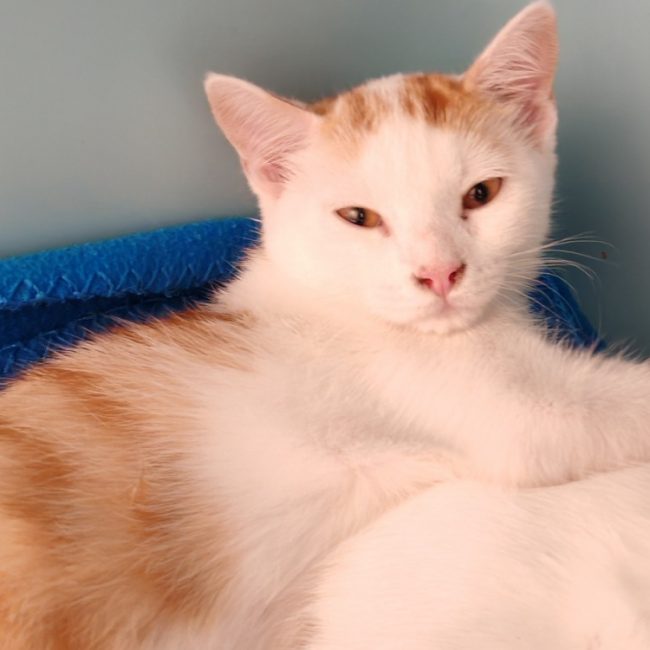 Tim - Chat Européen à adopter