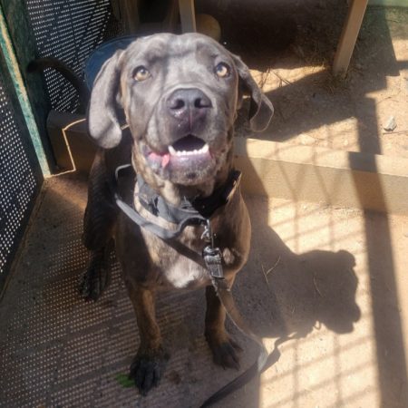 Angel - Chien Cane Corso à adopter
