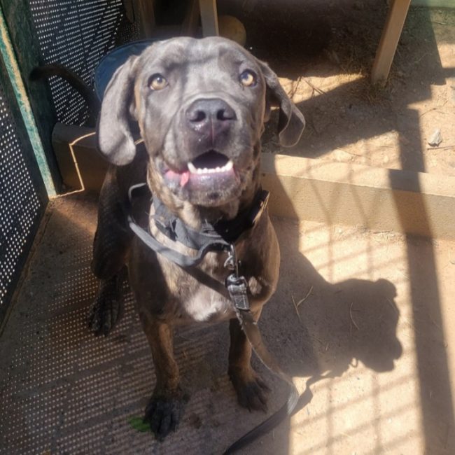 Angel - Chien Cane Corso à adopter