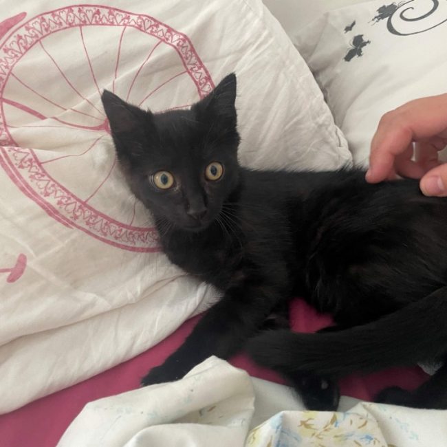Miracle - Chat Européen à adopter