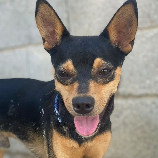 Dandy - Chien à adopter