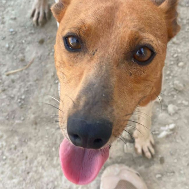 Peter Pan - Chien à adopter
