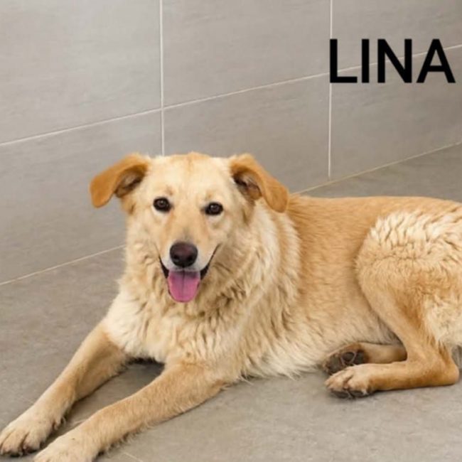 LINA