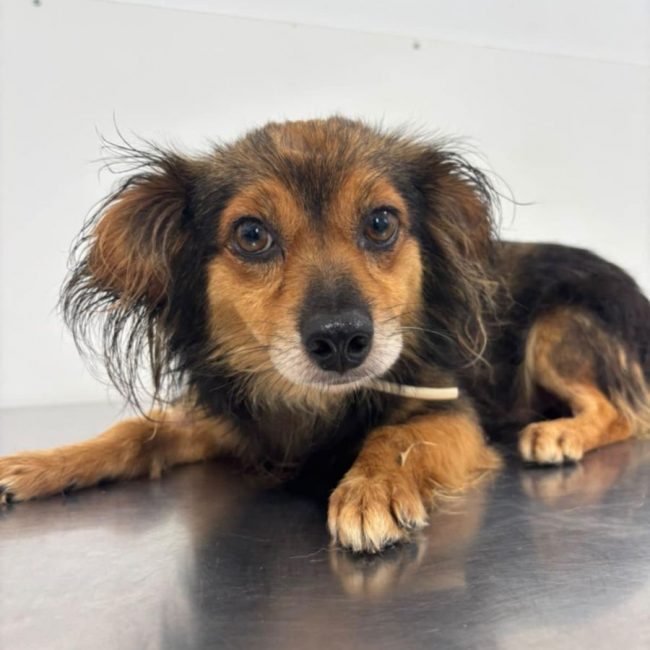 COOKIE - Chien à adopter