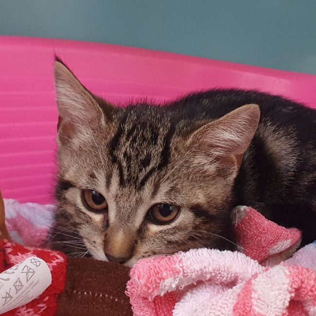 Basilic - Chat Européen à adopter
