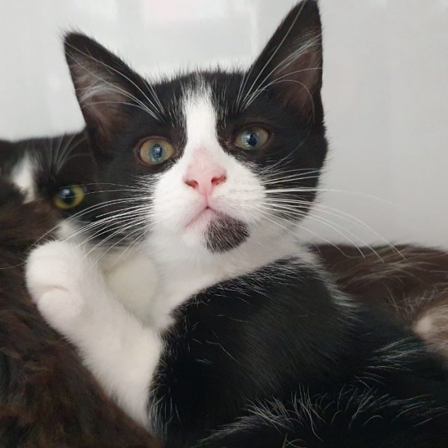 Mercy - Chat Européen à adopter